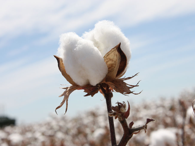 Cotton Picture